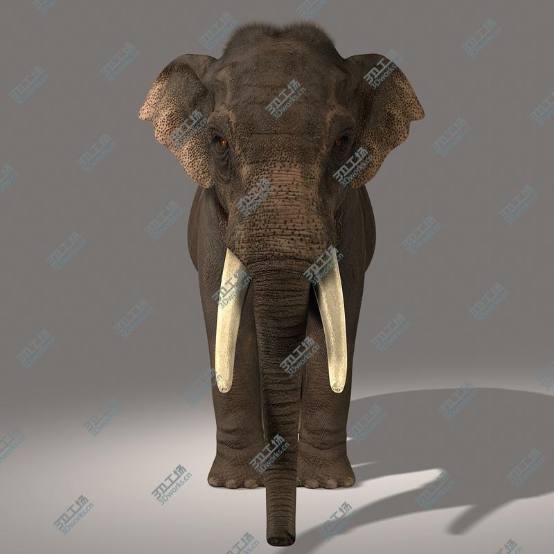 images/goods_img/2021040161/Asian Elephant (FUR)/2.jpg